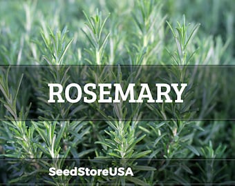 May include: Close-up of fresh rosemary plants with vibrant green leaves. The word "ROSEMARY" is displayed in large white letters across the image, with "SeedStoreUSA" below. The image showcases the herb's natural texture and color.