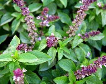 Cinnamon Basil Seeds | Heirloom - Non-GMO | Ocimum Basilicum | Seed Store | Herb Seeds | 1125