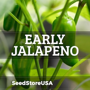 May include: Close-up of green jalapeño peppers growing on a plant. The image features the text "EARLY JALAPENO" in large white letters. The text "SeedStoreUSA" is at the bottom.