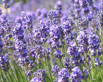 Italian Lavender Seeds | Heirloom - Non-GMO | Lavandula Angustifolia | Herb Seeds | Seed Store | 1139