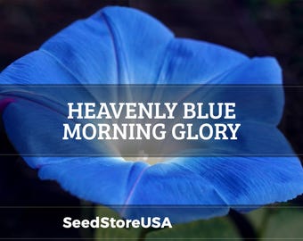 Heavenly Blue Morning Glory Seeds | Ipomoea Tricolor | Non-GMO | Flower Seeds | Seed Store | 1181