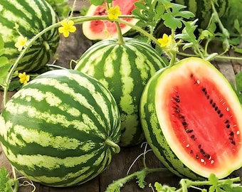 Crimson Sweet Watermelon Seeds | Heirloom - Non-GMO | Citrullus Lanatus | Vegetable Seeds | Seed Store | 1044