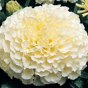Moonlight Marigold Seeds | Tagetes Erecta | Non-GMO | Flower Seeds | Seed Store | 1192