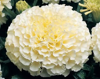 Moonlight Marigold Seeds | Tagetes Erecta | Non-GMO | Flower Seeds | Seed Store | 1192