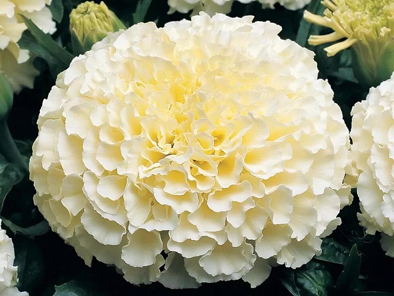 Semillas de caléndula Moonlight / Tagetes Erecta / Sin OGM / Semillas de flores / Tienda de semillas / 1192 imagen 1