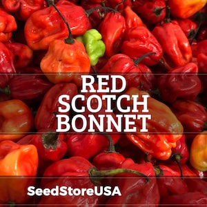 May include: A close-up of a pile of red Scotch Bonnet peppers, with a few green and yellow peppers mixed in. The peppers are brightly colored and have a wrinkled texture. The text "RED SCOTCH BONNET" is overlaid on the image, with the SeedStoreUSA logo at the bottom.