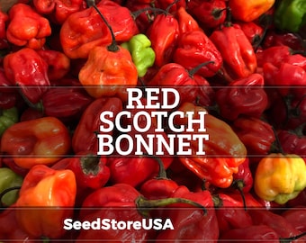 Semillas de pimiento Scotch Bonnet rojo / Heirloom - Sin OMG / Capsicum Annuum / Semillas de hortalizas / Tienda de semillas / 1007