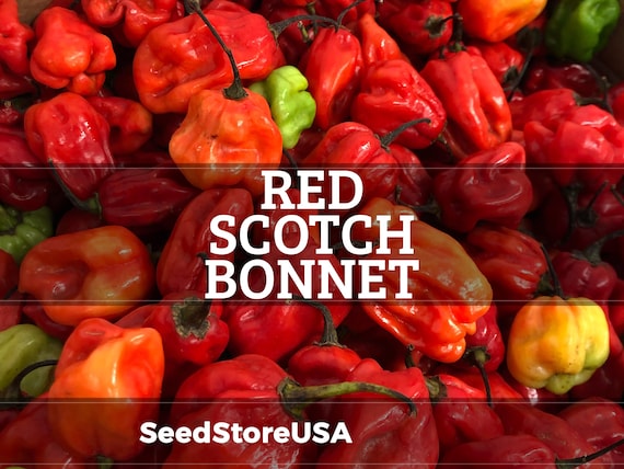 Red Scotch Bonnet Pepper Seeds | Heirloom - Non-GMO | Capsicum Annuum | Vegetable Seeds | Seed Store | 1007