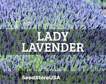 Lady Lavender Seeds | Heirloom - Non-GMO | Lavandula Angustifolia | Herb Seeds | Seed Store | 1138