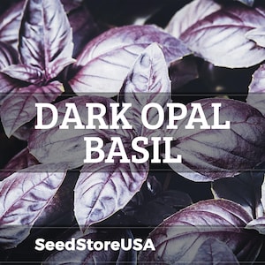 May include: Close-up of dark purple Dark Opal Basil leaves. The image features the text "DARK OPAL BASIL" in white, with "SeedStoreUSA" at the bottom. The leaves are a deep purple color, with visible veins and a textured surface.