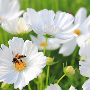 Purity Cosmos Seeds | Cosmos Bipinnatus | Non-GMO | Flower Seeds | Seed Store | 1222 image 2