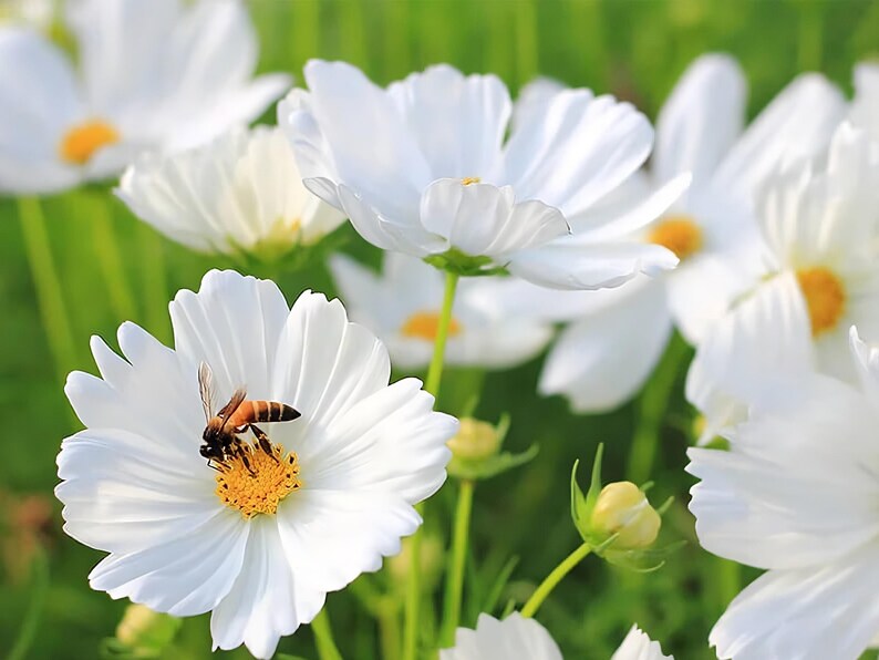 Purity Cosmos Seeds | Cosmos Bipinnatus | Non-GMO | Flower Seeds | Seed Store | 1222 image 2