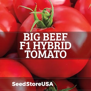 May include: Close-up of ripe, red Big Beef F1 Hybrid tomatoes. The image highlights the vibrant color and texture of the tomatoes, with green stems and the text "BIG BEEF F1 HYBRID TOMATO" in white. The SeedStoreUSA logo is also visible.
