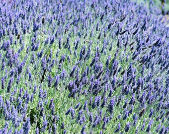 Lady Lavender Seeds | Heirloom - Non-GMO | Lavandula Angustifolia | Herb Seeds | Seed Store | 1138