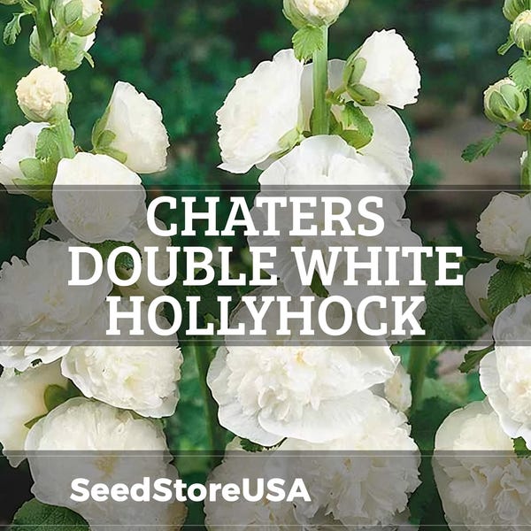 Chaters Double White Hollyhock Seeds | Alcea Rosea | Non-GMO | Flower Seeds | Seed Store | 1195