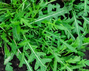 Puede incluir: Primer plano de hojas frescas de rúcula. Las hojas son de un verde vibrante con prominentes venas blancas, mostrando su forma y textura distintivas. La imagen captura la belleza natural de la verdura de hoja.