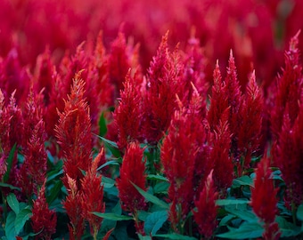 Scarlet Plume Celosia Seeds | Celosia Plumosa | Non-GMO | Flower Seeds | Seed Store | 1278