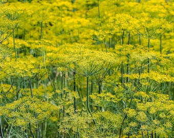 Bouquet Dill Seeds | Heirloom - Non-GMO | Anethum Graveolens | Herb Seeds | Seed Store | 1144