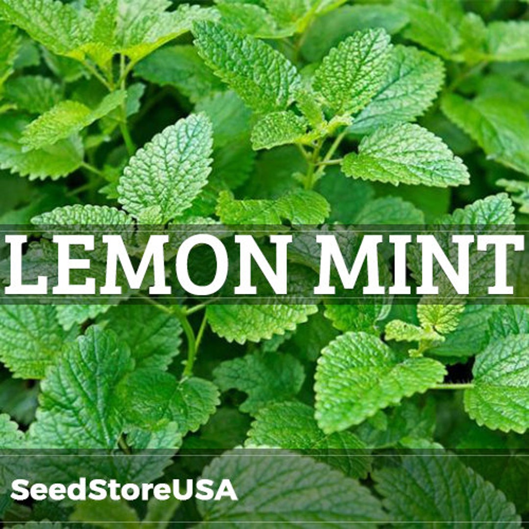 thumbnail image 2 of Lemon Mint Herb Seeds – Non-GMO Heirloom, Perennial, Full Sun, Easy Grow 2 of 6