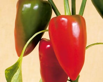 Semillas de pimiento morrón / Heirloom - Sin OMG / Capsicum Annuum / Semillas de hortalizas / Tienda de semillas / 1019