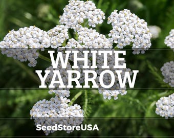 Semillas de milenrama blanca / Achillea millefolium / Sin OMG / Semillas de flores / Tienda de semillas / 1265