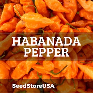 May include: A large pile of bright orange Habanada peppers with smooth, slightly wrinkled skins and small green stems. The text HABANADA PEPPER is centered in white capital letters, with the text SeedStoreUSA at the bottom of the image.