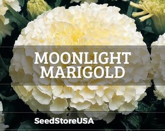 Moonlight Marigold Seeds | Tagetes Erecta | Non-GMO | Flower Seeds | Seed Store | 1192
