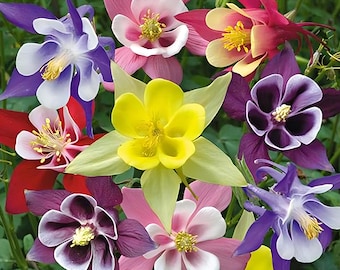 McKana Giant Mix Columbine Seeds | Aquilegia Hybrida | Non-GMO | Flower Seeds | Seed Store | 1216