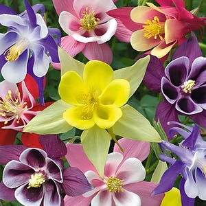 Semillas de Aguileña Mixta Gigante McKana / Aquilegia Hybrida / Sin OMG / Semillas de flores / Tienda de semillas / 1216 imagen 2