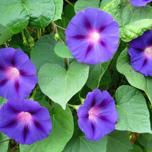 Grandpa Ott Morning Glory Seeds | Ipomoea Purpurea | Non-GMO | Flower Seeds | Seed Store | 1183 image 2