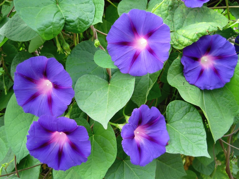 Grandpa Ott Morning Glory Seeds | Ipomoea Purpurea | Non-GMO | Flower Seeds | Seed Store | 1183 image 2