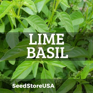 Lime Basil Seeds | Heirloom - Non-GMO | Ocimum Basilicum | Herb Seeds | Seed Store | 1127