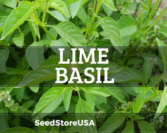 Lime Basil Seeds | Heirloom - Non-GMO | Ocimum Basilicum | Herb Seeds | Seed Store | 1127