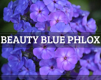 Beauty Blue Phlox Seeds | Phlox Drummondii | Non-GMO | Flower Seeds | Seed Store | 1239