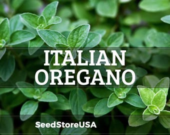 Italian Oregano Seeds | Heirloom - Non-GMO | Origanum Vulgare | Herb Seeds | Seed Store | 1143