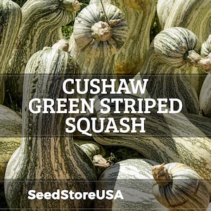 May include: A collection of Cushaw Green Striped Squash. The gourds have a green and white striped pattern. The text "Cushaw Green Striped Squash" is displayed in white. The SeedStoreUSA logo is at the bottom.