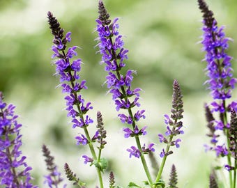 Chia Seeds | Heirloom - Non-GMO | Salvia Hispanica | Seed Store | Herb Seeds | 1291