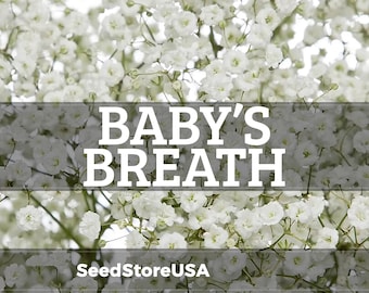 Baby's Breath Seeds | Gypsophila Elegans | Non-GMO | Flower Seeds | Seed Store | 1275