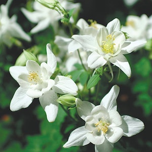 Crystal Star Columbine Seeds | Aquilegia Caerulea | Non-GMO | Flower Seeds | Seed Store | 1217