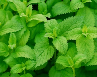 Lemon Mint Seeds | Heirloom - Non-GMO | Monarda Citriodora | Herb Seeds | Seed Store | 1131