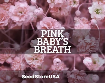 Pink Baby's Breath Seeds | Gypsophila Elegans | Non-GMO | Flower Seeds | Seed Store | 1269