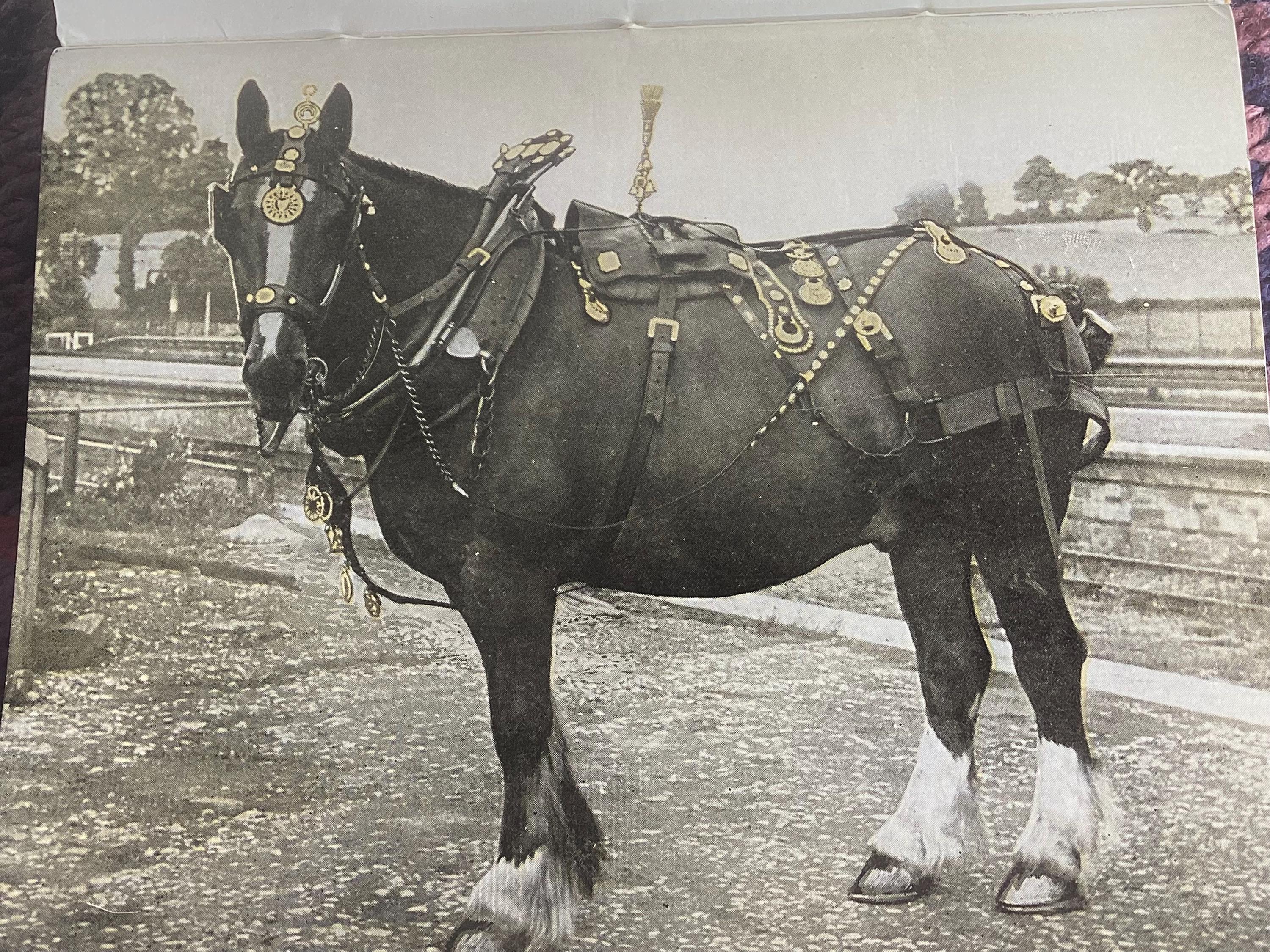 Harnais équestre Ancien – Laiton Massif Et Tête De Cheval Gravée (collection, Déco Vintage)