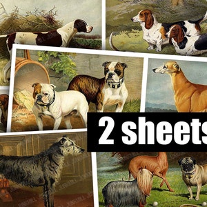 Races de chiens - feuille de collage numérique imprimable - anciennes illustrations de chiens, images lithographiques de chien, chiens de chasse, carlins, images numériques, ATC
