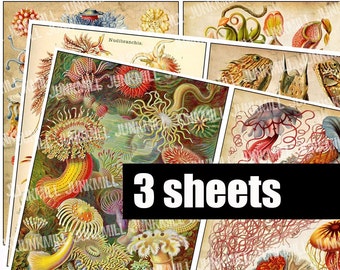 ANEMONE - Digital Printable Collage Sheets - 5" x 7" - Vintage Coral Reef Lithographs, Jellyfish Starfish, Nautical Ocean, Digital Download
