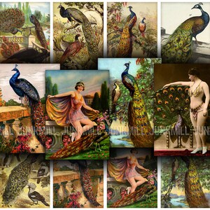 Puede incluir: Un collage de imágenes vintage con pavos reales. Las imágenes muestran pavos reales en varias poses, incluyendo un pavo real con sus plumas de la cola extendidas, un pavo real posado en una rama y un pavo real de pie en un jardín. Las imágenes están en una variedad de colores, incluyendo verde, azul y dorado.