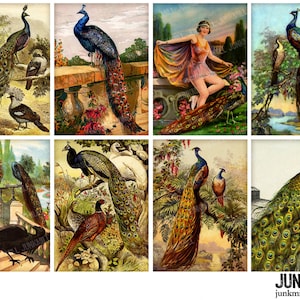 Puede incluir: Un collage digital de ilustraciones vintage con pavos reales en varias poses. Las imágenes están ambientadas en un fondo de exuberante vegetación, flores y agua. Algunas imágenes muestran pavos reales con sus colas desplegadas, mientras que otras los muestran en poses más naturales. Las imágenes son perfectas para proyectos de manualidades, scrapbooking o diseño digital.