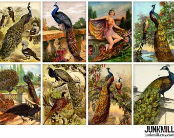 PEACOCK - Digital Printable Collage Sheet - Victorian Peacock Plumage & Whimsical Flappers, Vintage Bird of Juno Paintings, ATC 2.5" x 3.5"