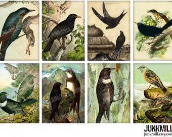 BLACK BIRD - Digital Printable Collage Sheet - Vintage Ravens, Vintage Crows, Vintage Bird Illustrations, Raven Printables, Digital Download