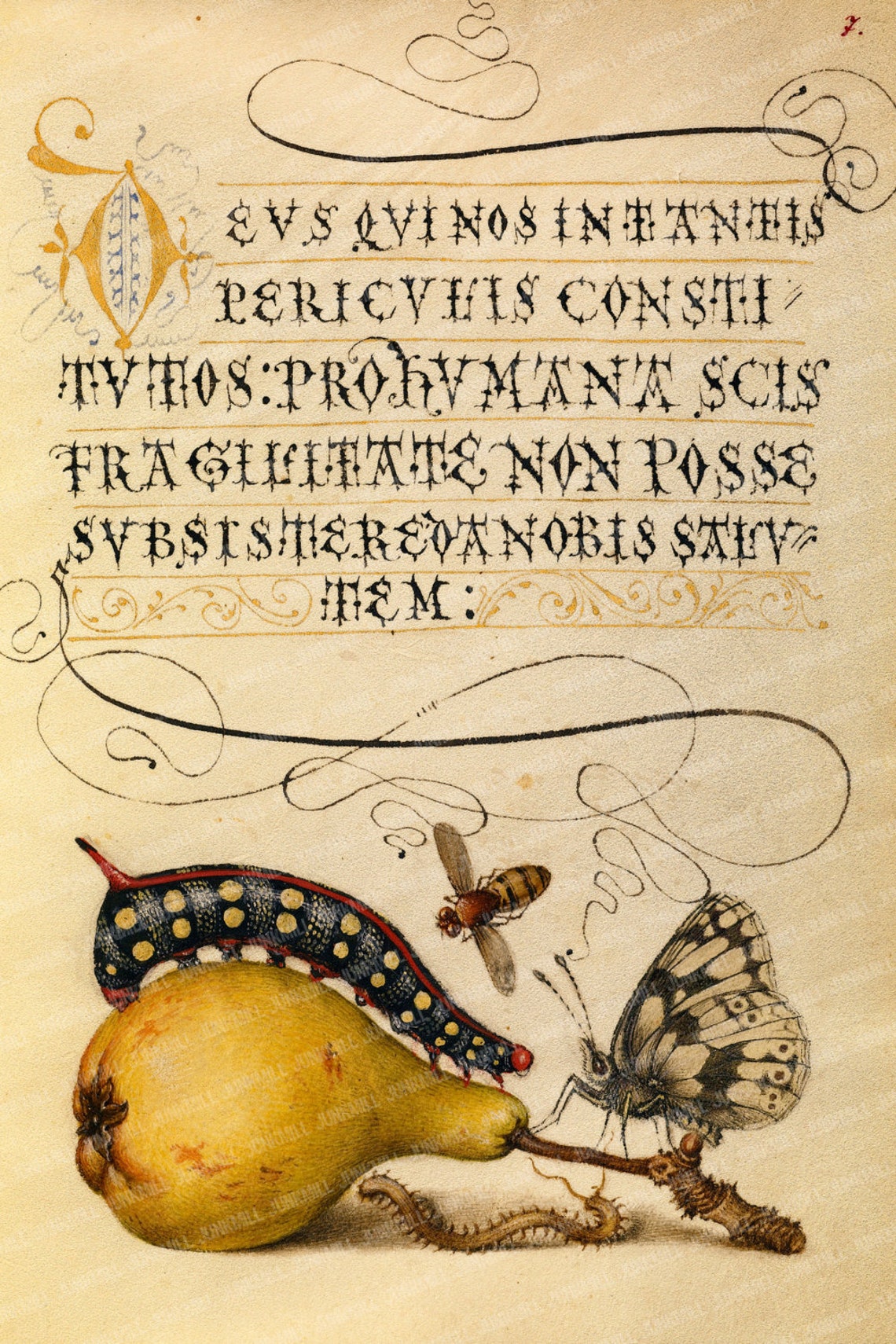 METAMORPHOSIS Large Digital Printable Image Antique - Etsy