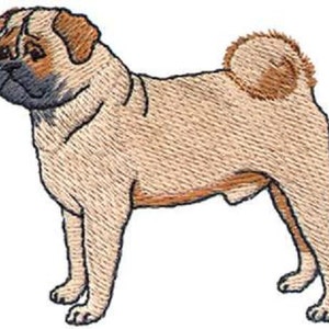 Puede incluir: Un pug beige con orejas marrones y cola enroscada. El pug est&aacute; de pie con las patas delanteras rectas y las traseras ligeramente dobladas.